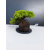 Żywe Drzewko Bonsai Jałowiec Rozesłany Procumbens 11-letni +GRATIS 468