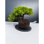 Żywe Drzewko Bonsai Jałowiec Rozesłany Procumbens 11-letni +GRATIS 468