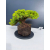 Żywe Drzewko Bonsai Jałowiec Rozesłany Procumbens 11-letni +GRATIS 468