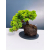 Żywe Drzewko Bonsai Jałowiec Rozesłany Procumbens 11-letni +GRATIS 468