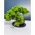 Żywe Drzewko Bonsai Jałowiec Rozesłany Procumbens 11-letni +GRATIS 468
