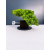 Żywe Drzewko Bonsai Jałowiec Rozesłany Procumbens 11-letni +GRATIS 468