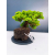 Żywe Drzewko Bonsai Jałowiec Rozesłany Procumbens 11-letni +GRATIS 468