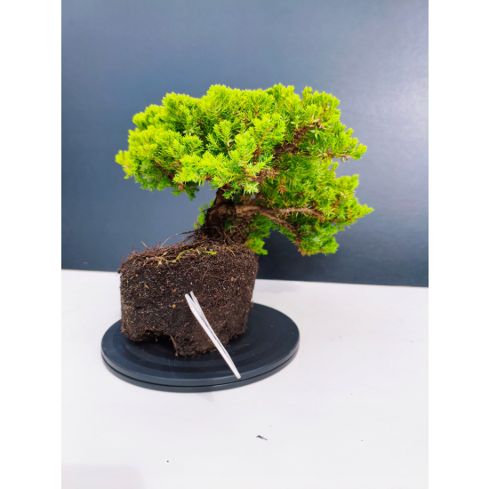 Żywe Drzewko Bonsai Jałowiec Rozesłany Procumbens 11-letni +GRATIS 468