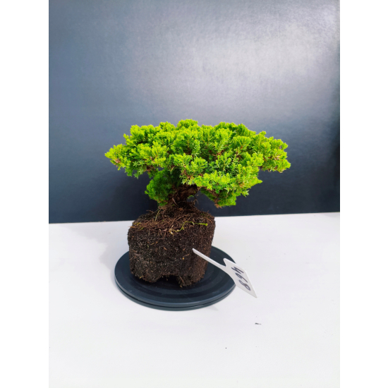 Żywe Drzewko Bonsai Jałowiec Rozesłany Procumbens 11-letni +GRATIS 468