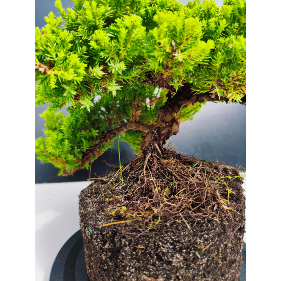 Żywe Drzewko Bonsai Jałowiec Rozesłany Procumbens 11-letni +GRATIS 468