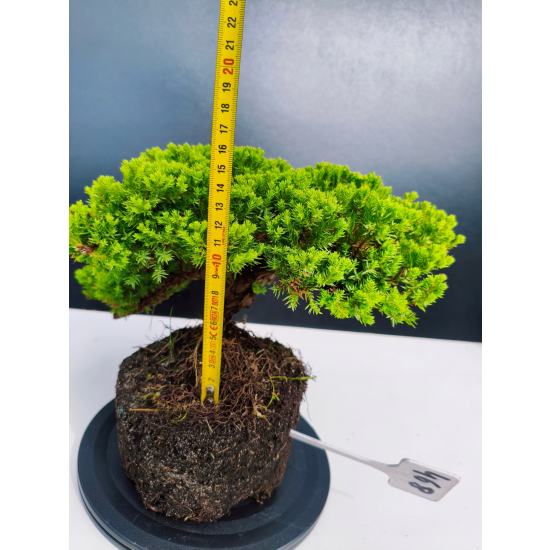 Żywe Drzewko Bonsai Jałowiec Rozesłany Procumbens 11-letni +GRATIS 468