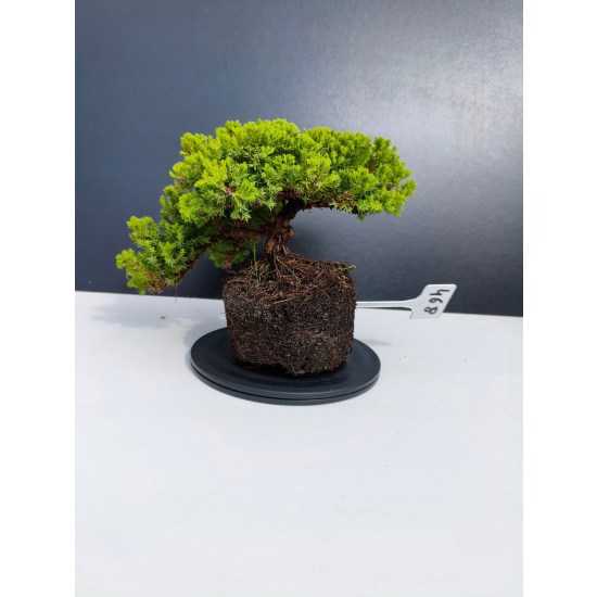 Żywe Drzewko Bonsai Jałowiec Rozesłany Procumbens 11-letni +GRATIS 468