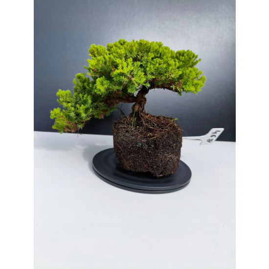 Żywe Drzewko Bonsai Jałowiec Rozesłany Procumbens 11-letni +GRATIS 468