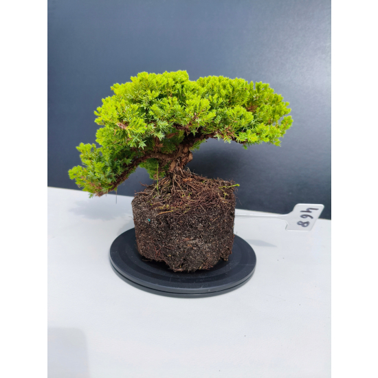 Żywe Drzewko Bonsai Jałowiec Rozesłany Procumbens 11-letni +GRATIS 468