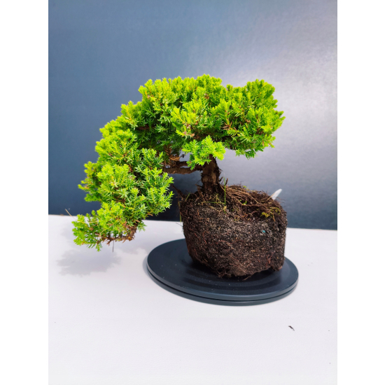Żywe Drzewko Bonsai Jałowiec Rozesłany Procumbens 11-letni +GRATIS 468