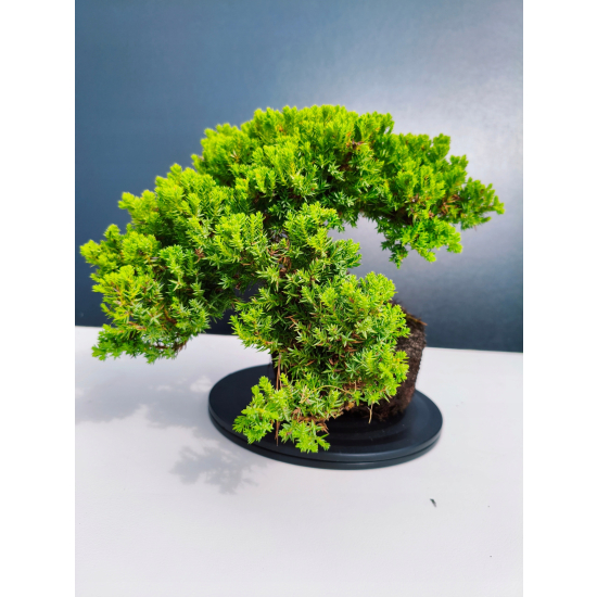 Żywe Drzewko Bonsai Jałowiec Rozesłany Procumbens 11-letni +GRATIS 468