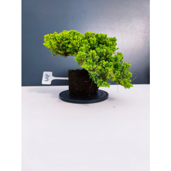 Żywe Drzewko Bonsai Jałowiec Rozesłany Procumbens 11-letni +GRATIS 468
