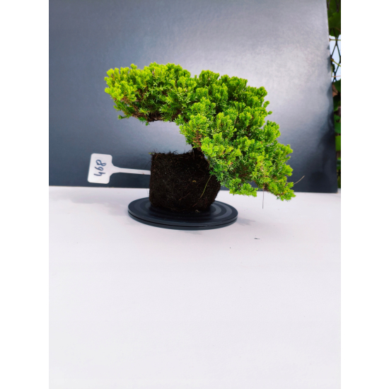 Żywe Drzewko Bonsai Jałowiec Rozesłany Procumbens 11-letni +GRATIS 468