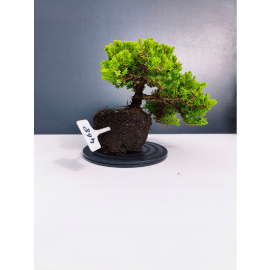 Żywe Drzewko Bonsai Jałowiec Rozesłany Procumbens 11-letni +GRATIS 468