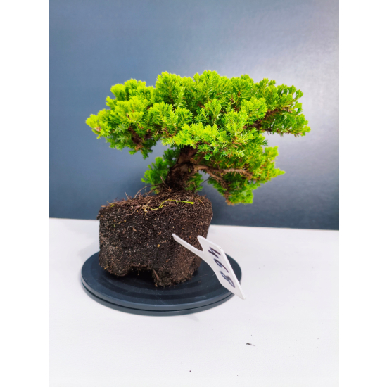 Żywe Drzewko Bonsai Jałowiec Rozesłany Procumbens 11-letni +GRATIS 468