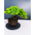 Żywe Drzewko Bonsai Jałowiec Rozesłany Procumbens 11-letni +GRATIS 439