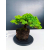 Żywe Drzewko Bonsai Jałowiec Rozesłany Procumbens 11-letni +GRATIS 439