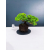 Żywe Drzewko Bonsai Jałowiec Rozesłany Procumbens 11-letni +GRATIS 439