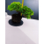 Żywe Drzewko Bonsai Jałowiec Rozesłany Procumbens 11-letni +GRATIS 439