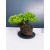 Żywe Drzewko Bonsai Jałowiec Rozesłany Procumbens 11-letni +GRATIS 439