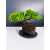 Żywe Drzewko Bonsai Jałowiec Rozesłany Procumbens 11-letni +GRATIS 439