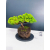 Żywe Drzewko Bonsai Jałowiec Rozesłany Procumbens 11-letni +GRATIS 439