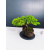 Żywe Drzewko Bonsai Jałowiec Rozesłany Procumbens 11-letni +GRATIS 439