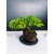 Żywe Drzewko Bonsai Jałowiec Rozesłany Procumbens 11-letni +GRATIS 439