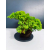 Żywe Drzewko Bonsai Jałowiec Rozesłany Procumbens 11-letni +GRATIS 439