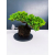 Żywe Drzewko Bonsai Jałowiec Rozesłany Procumbens 11-letni +GRATIS 439
