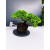 Żywe Drzewko Bonsai Jałowiec Rozesłany Procumbens 11-letni +GRATIS 439