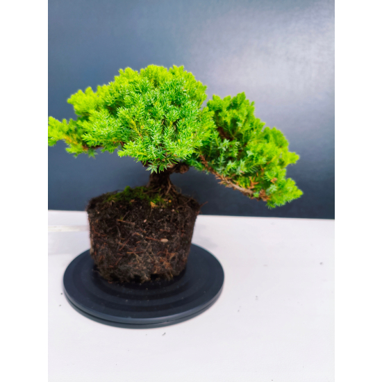 Żywe Drzewko Bonsai Jałowiec Rozesłany Procumbens 11-letni +GRATIS 439