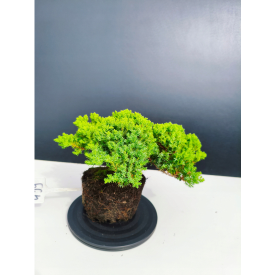 Żywe Drzewko Bonsai Jałowiec Rozesłany Procumbens 11-letni +GRATIS 439