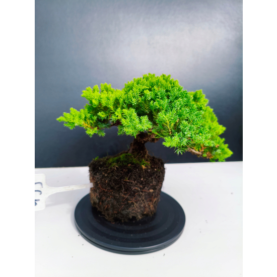 Żywe Drzewko Bonsai Jałowiec Rozesłany Procumbens 11-letni +GRATIS 439