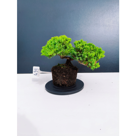 Żywe Drzewko Bonsai Jałowiec Rozesłany Procumbens 11-letni +GRATIS 439