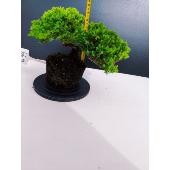 Żywe Drzewko Bonsai Jałowiec Rozesłany Procumbens 11-letni +GRATIS 439