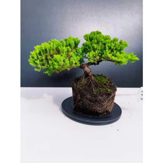 Żywe Drzewko Bonsai Jałowiec Rozesłany Procumbens 11-letni +GRATIS 439