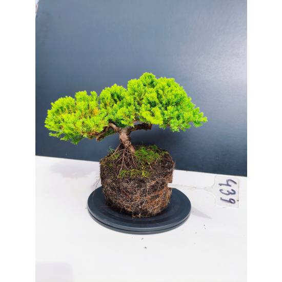 Żywe Drzewko Bonsai Jałowiec Rozesłany Procumbens 11-letni +GRATIS 439