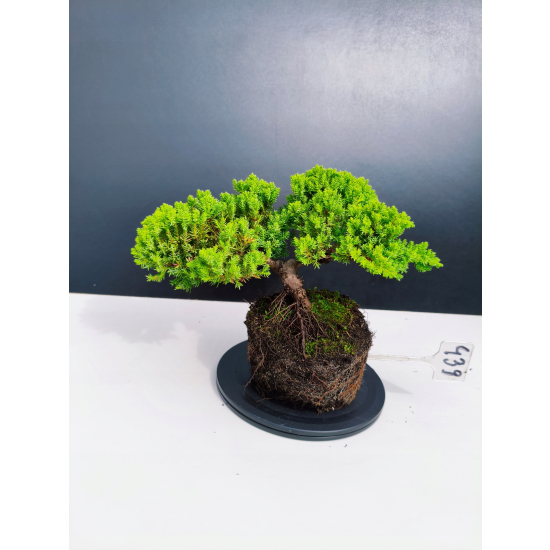 Żywe Drzewko Bonsai Jałowiec Rozesłany Procumbens 11-letni +GRATIS 439