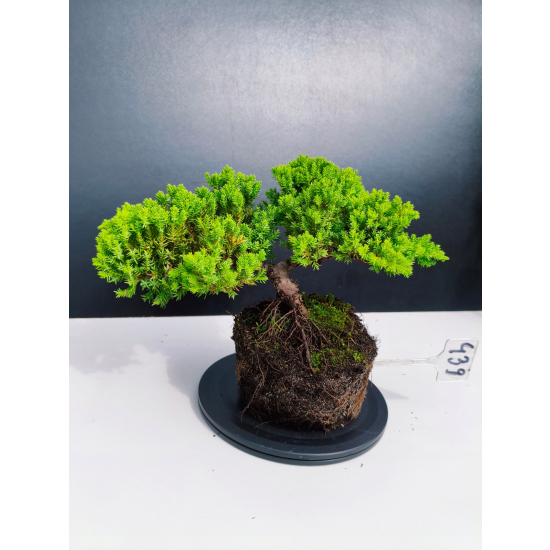 Żywe Drzewko Bonsai Jałowiec Rozesłany Procumbens 11-letni +GRATIS 439