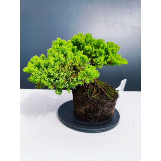 Żywe Drzewko Bonsai Jałowiec Rozesłany Procumbens 11-letni +GRATIS 439