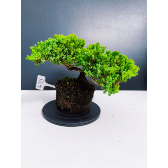 Żywe Drzewko Bonsai Jałowiec Rozesłany Procumbens 11-letni +GRATIS 439