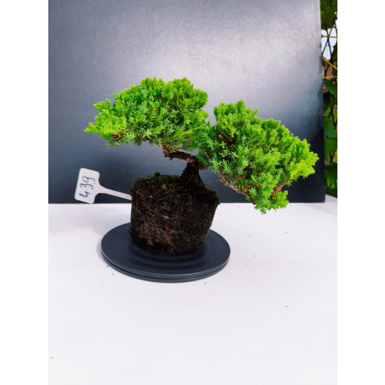 Żywe Drzewko Bonsai Jałowiec Rozesłany Procumbens 11-letni +GRATIS 439