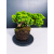 Żywe Drzewko Bonsai Jałowiec Rozesłany Procumbens 11-letni +GRATIS 423