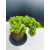 Żywe Drzewko Bonsai Jałowiec Rozesłany Procumbens 11-letni +GRATIS 423