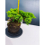 Żywe Drzewko Bonsai Jałowiec Rozesłany Procumbens 11-letni +GRATIS 423