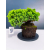 Żywe Drzewko Bonsai Jałowiec Rozesłany Procumbens 11-letni +GRATIS 423