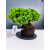 Żywe Drzewko Bonsai Jałowiec Rozesłany Procumbens 11-letni +GRATIS 423