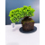 Żywe Drzewko Bonsai Jałowiec Rozesłany Procumbens 11-letni +GRATIS 423